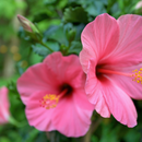 Nettoyant doux pour le visage à l'hibiscus rose de la fille française
