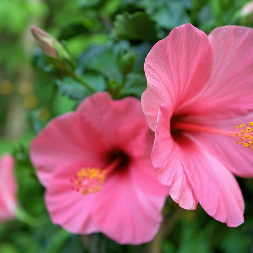 French Girl Rose Hibiscus Gentle Facial Wash