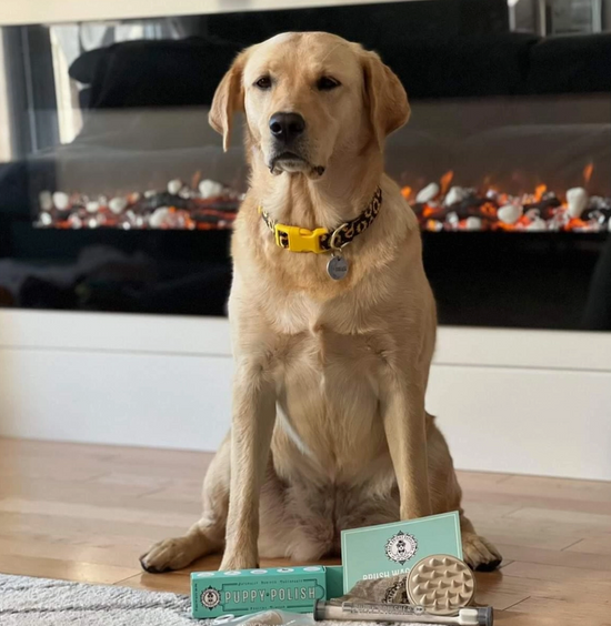 Brosse à polir pour chiots
