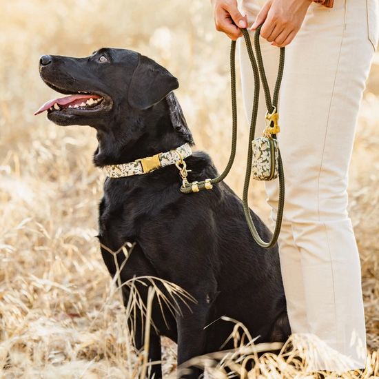 Laisse en corde marine d'olive
