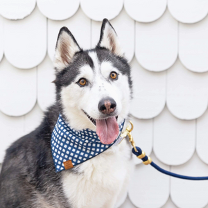 Ocean Marine Rope Leash