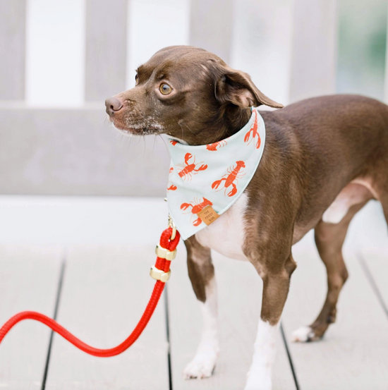 Laisse pour chien en corde marine Ruby