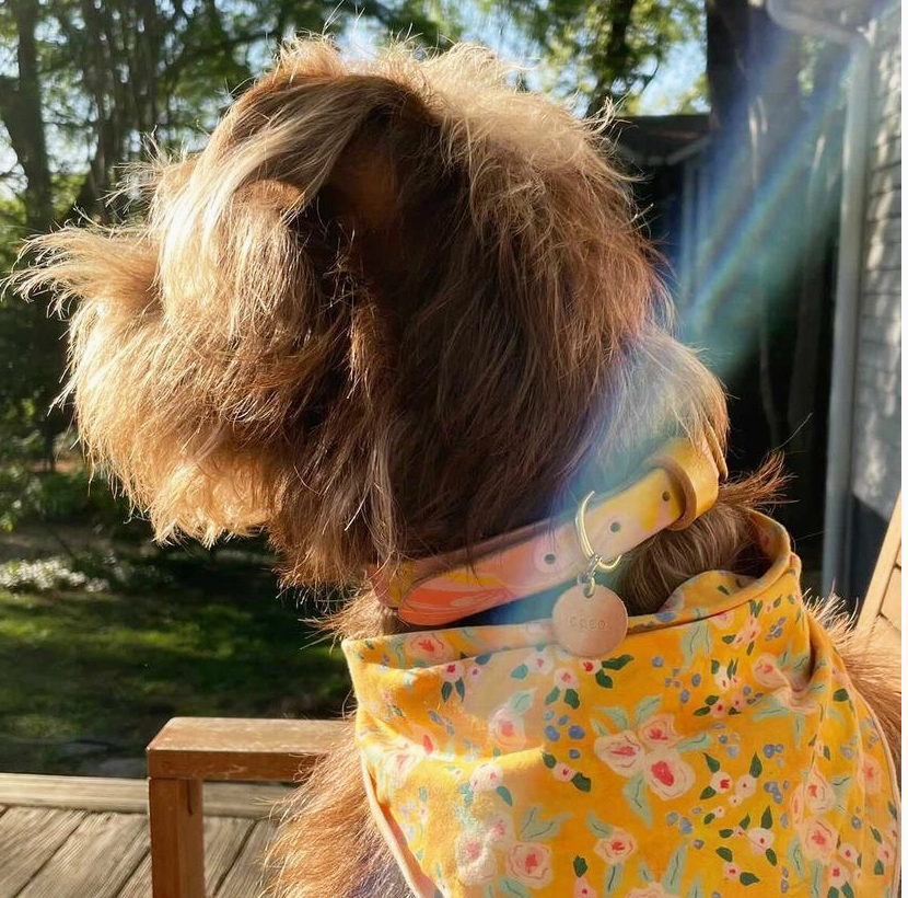 Collier pour animal de compagnie marbré à la main - Neutre