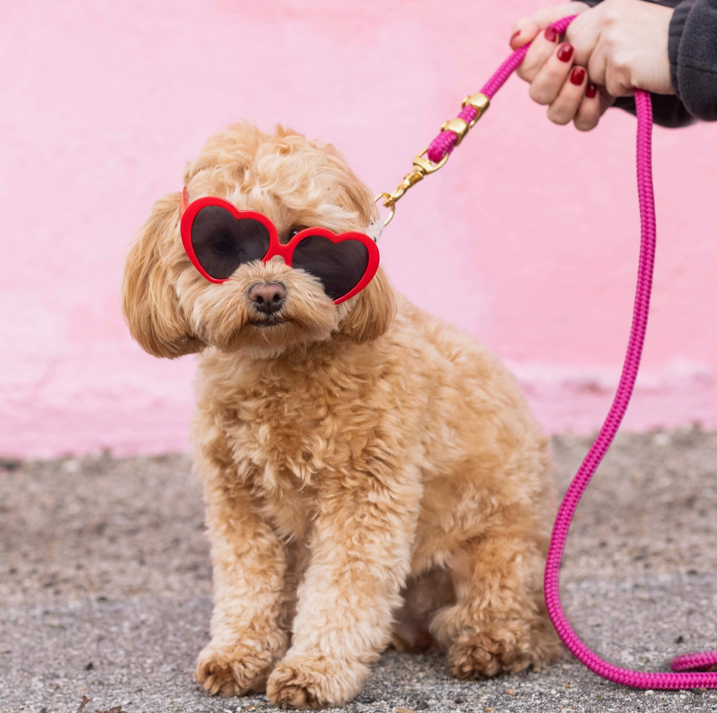 Laisse pour chien en corde marine rose fluo