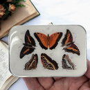 Butterflies Notions Tin