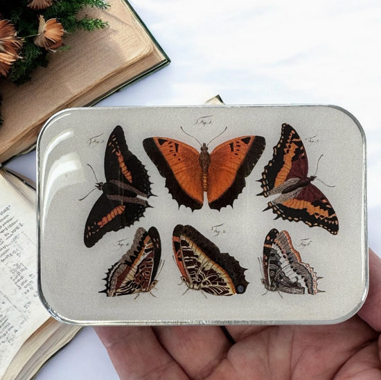 Butterflies Notions Tin