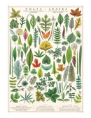 Cavallini Wrap Folia