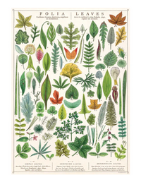 Cavallini Wrap Folia