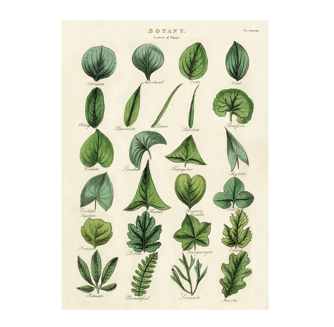 Cavallini Wrap Botany Leaves