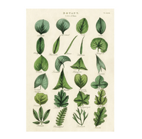 Cavallini Wrap Botany Leaves