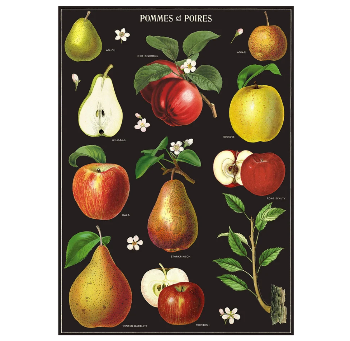 Cavallini Wrap Apples & Pears