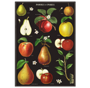 Cavallini Wrap Apples & Pears