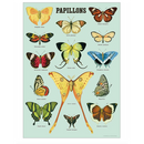 Cavallini  Wrap Papillons