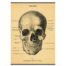 Cavallini The Skull Wrap
