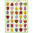 Cavallini Wrap Tulip Garden