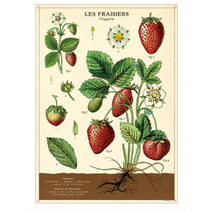 Cavallini Wrap Strawberries